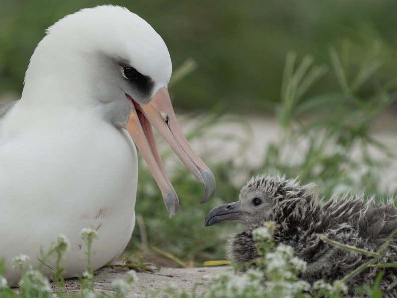 Oldest known wild bird, Wisdom (age 75), a Laysan Albatross (Phoebastria immutabilis), with chick in 2025, National Wildlife Refuge, Midway Atoll, Hawaii, USA